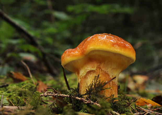 masliak smrekovcový Suillus grevillei (Klotzsch) Singer