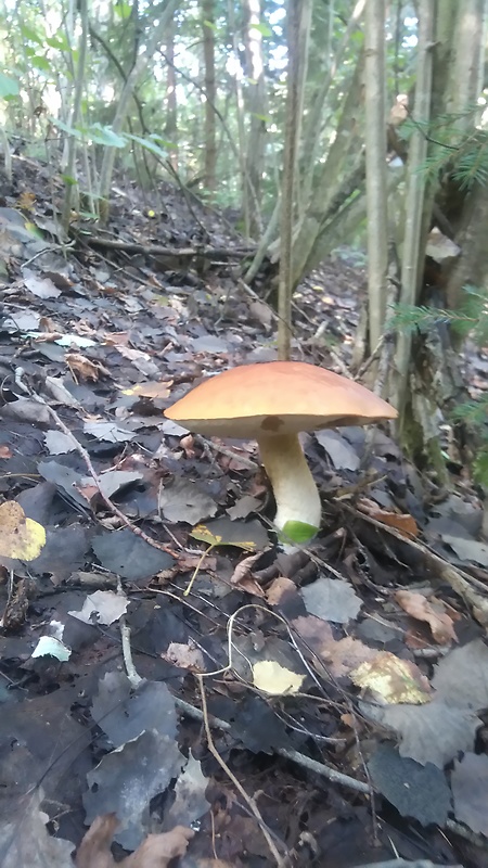 kozák osikový Leccinum albostipitatum den Bakker & Noordel.