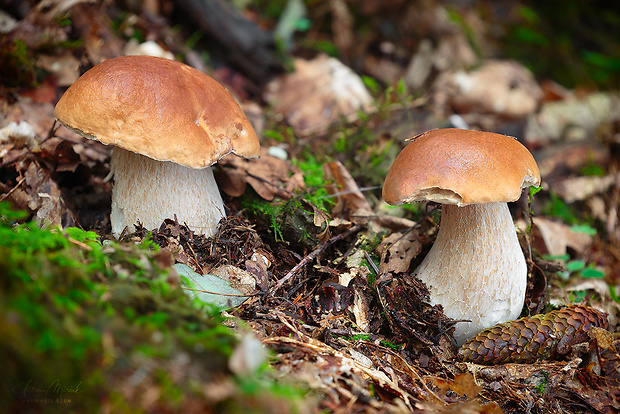 hríb smrekový Boletus edulis Bull.