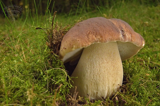 hríb smrekový Boletus edulis Bull.