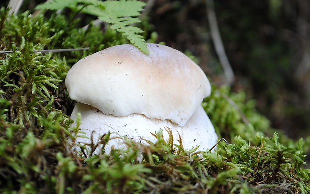 hríb smrekový Boletus edulis Bull.