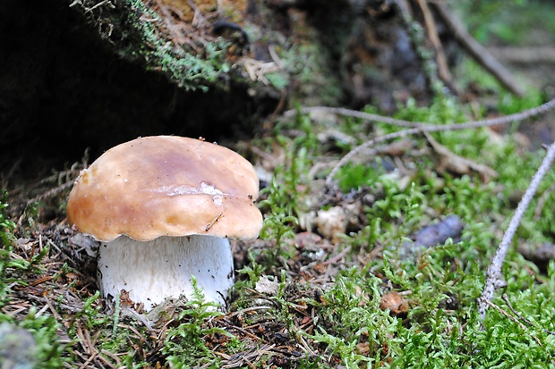 hríb smrekový Boletus edulis Bull.