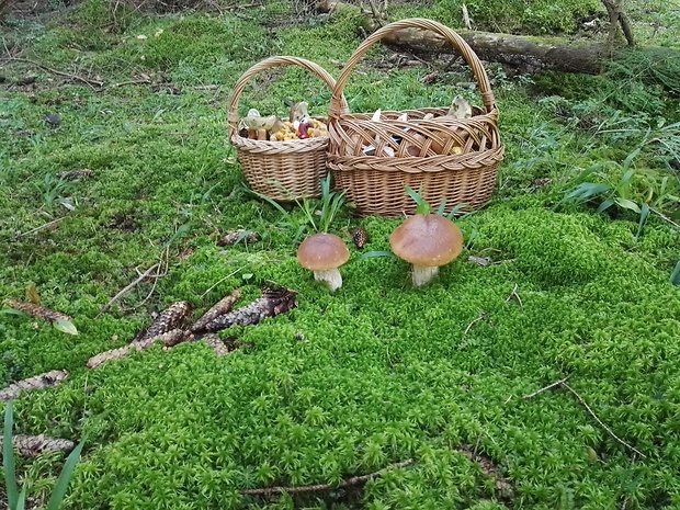 važec dnes Boletus