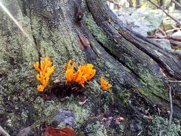 parôžkovec lepkavý Calocera viscosa (Pers.) Fr.