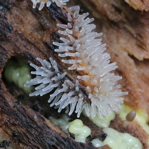 rohačka kríčkovitá Ceratiomyxa fruticulosa var. fruticulosa (O.F. Müll.) T. Macbr