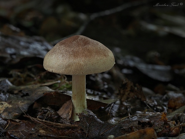 peniazovka štipľavá Gymnopus peronatus (Bolton) Antonín, Halling & Noordel.