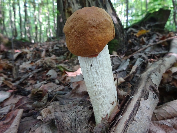 kozák osikový Leccinum albostipitatum den Bakker & Noordel.