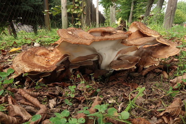 vejárovec obrovský Meripilus giganteus (Pers.) P. Karst.