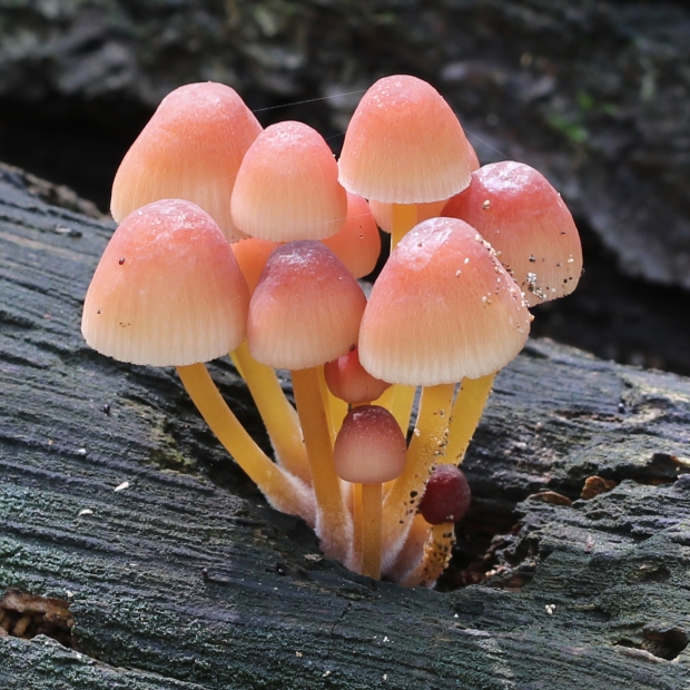 prilbička žltohlúbiková Mycena renati Quél.