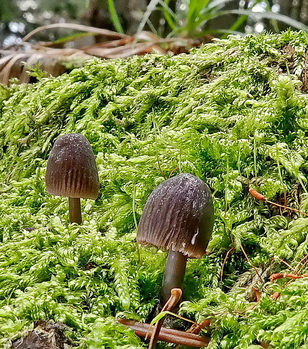 prilbička Mycena sp.