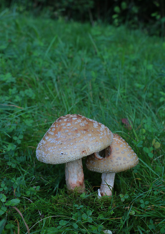 muchotrávka červenkastá Amanita rubescens Pers.