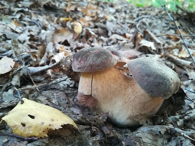 hríb bronzový Boletus aereus Bull. ex Fr.