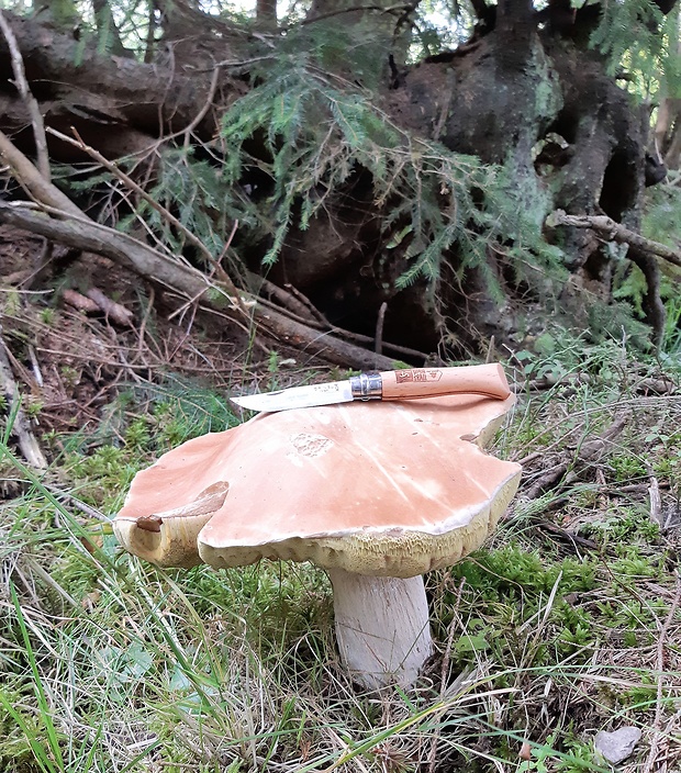 hríb smrekový Boletus edulis Bull.