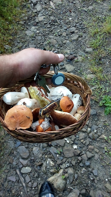 hríb smrekový  Boletus edulis Bull.