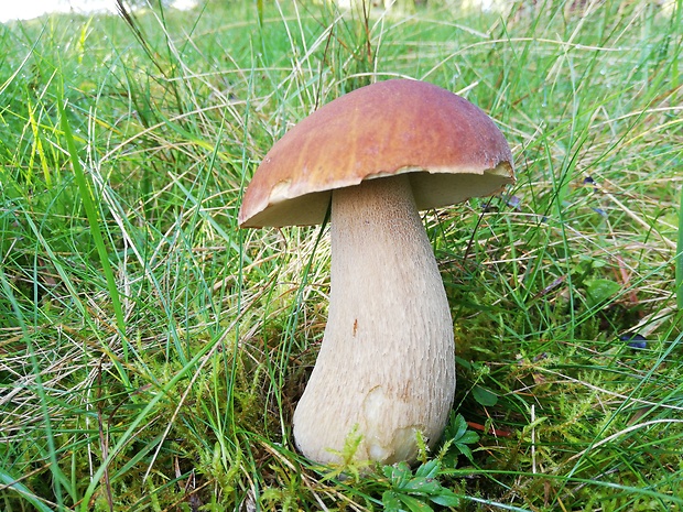 hríb smrekový Boletus edulis Bull.