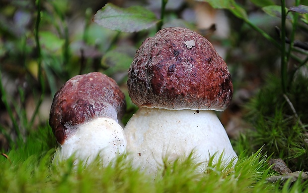 hríb sosnový Boletus pinophilus Pil. et Dermek in Pil.