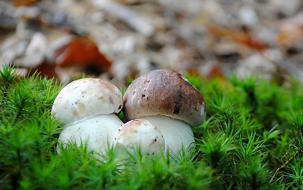 hríb sosnový Boletus pinophilus Pil. et Dermek in Pil.