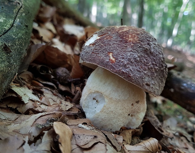 hríb sosnový Boletus pinophilus Pil. et Dermek in Pil.