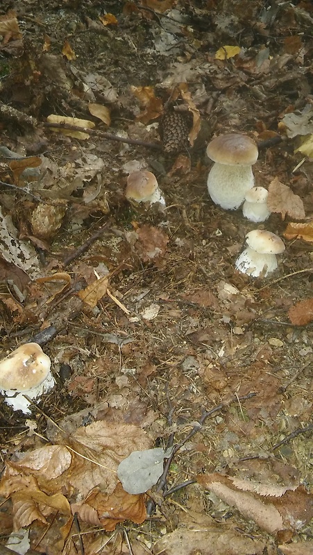 hríb dubový Boletus reticulatus Schaeff.