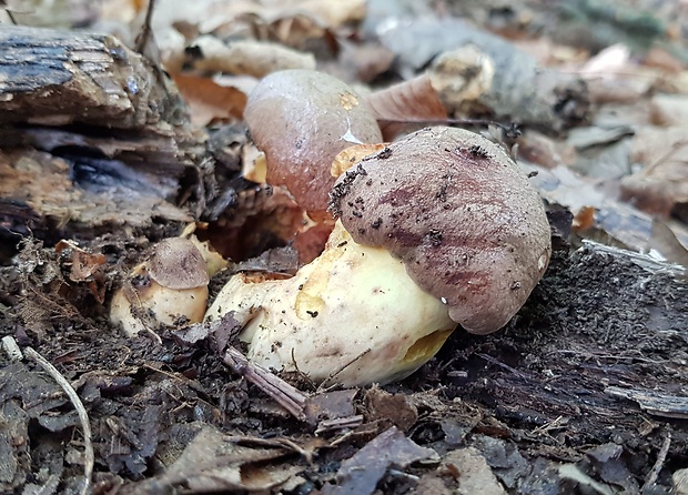 hríb príveskatý Butyriboletus appendiculatus (Schaeff. ex Fr.) Secr.