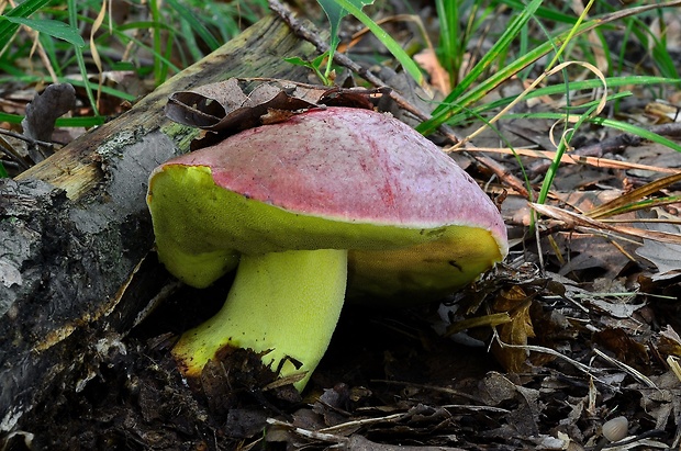 hríb kráľovský Butyriboletus regius (Krombh.) D. Arora & J.L. Frank