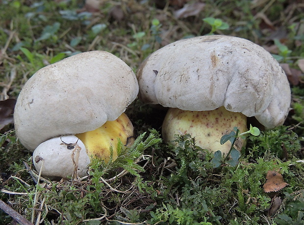 hríb horký Caloboletus radicans (Pers.) Vizzini