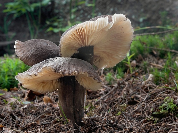 rýdzik čiernozamatový Lactarius lignyotus Fr.