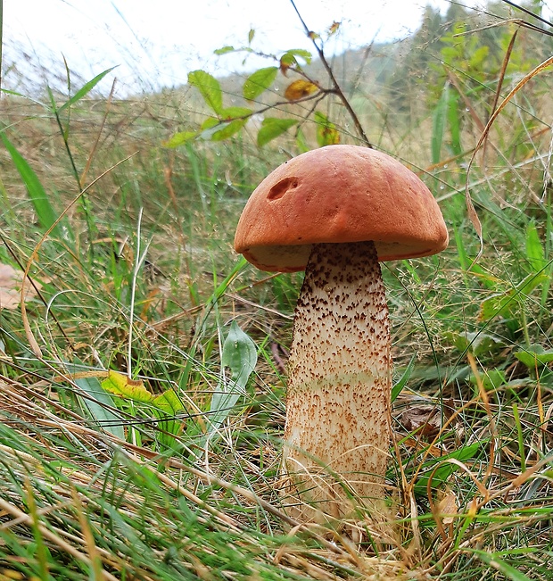 kozák dubový Leccinum aurantiacum (Bull.) Gray