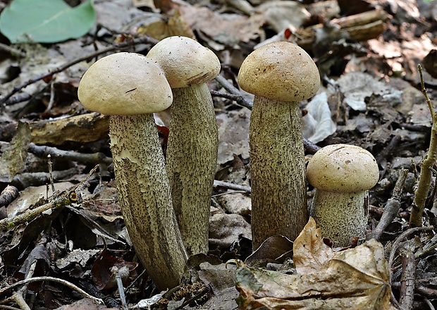 kozák topoľový Leccinum duriusculum (Schulzer ex Kalchbr.) Singer