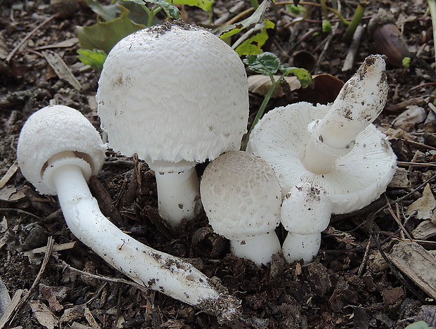 bedlica Leucoagaricus barssii (Zeller) Vellinga