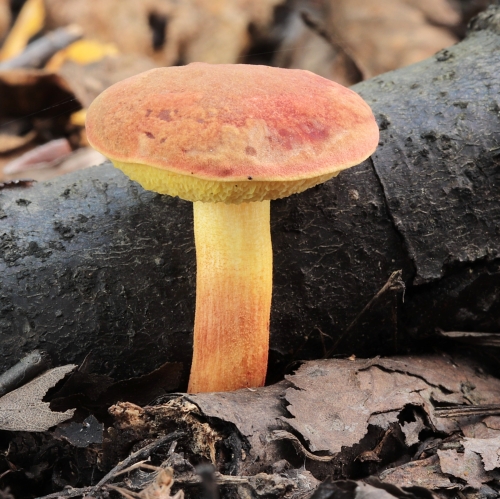 suchohríb vlhkomilný Xerocomellus ripariellus (Redeuilh) Šutara