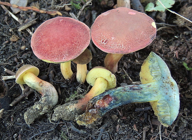 suchohríb Xerocomellus ripariellus (Redeuilh) Šutara