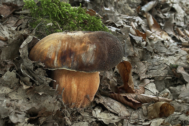 hríb bronzový Boletus aereus Bull. ex Fr.