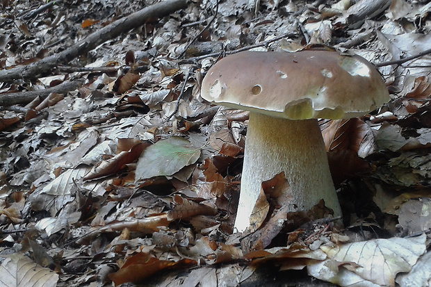 hríb smrekový Boletus edulis Bull.