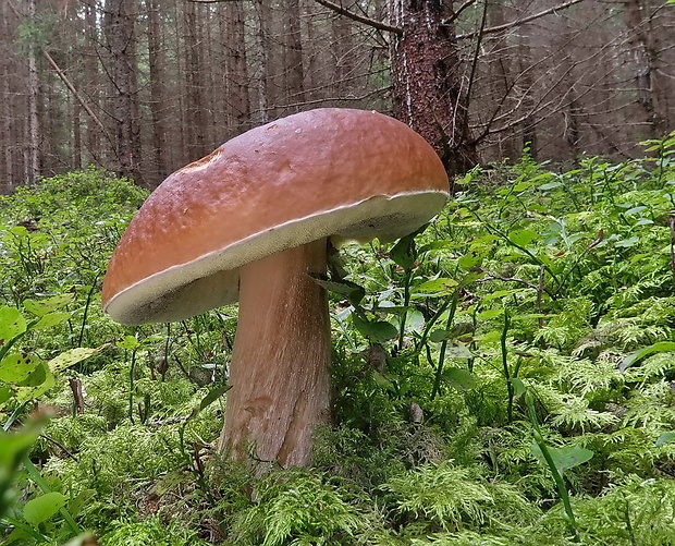 hríb smrekový Boletus edulis Bull.