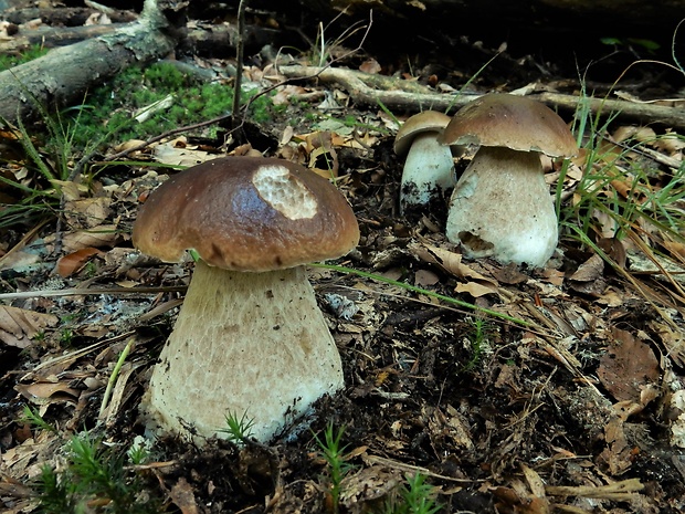 hríb smrekový Boletus edulis Bull.