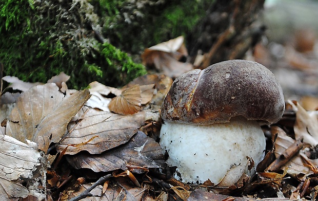 hríb sosnový Boletus pinophilus Pil. et Dermek in Pil.