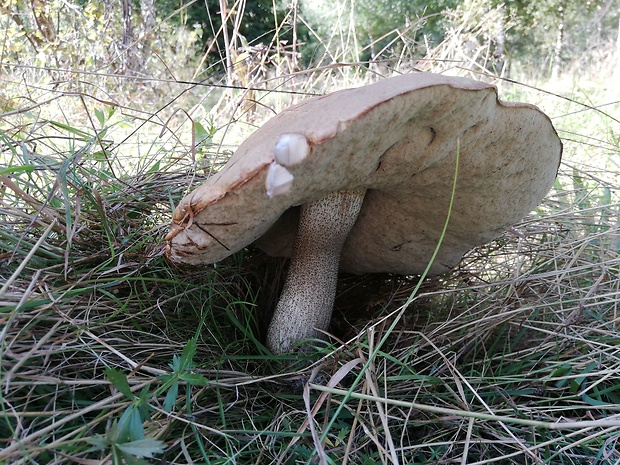 kozák osikový Leccinum albostipitatum den Bakker & Noordel.