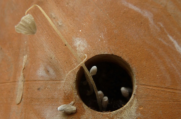 prilbička Mycena alphitophora (Berk.) Sacc.