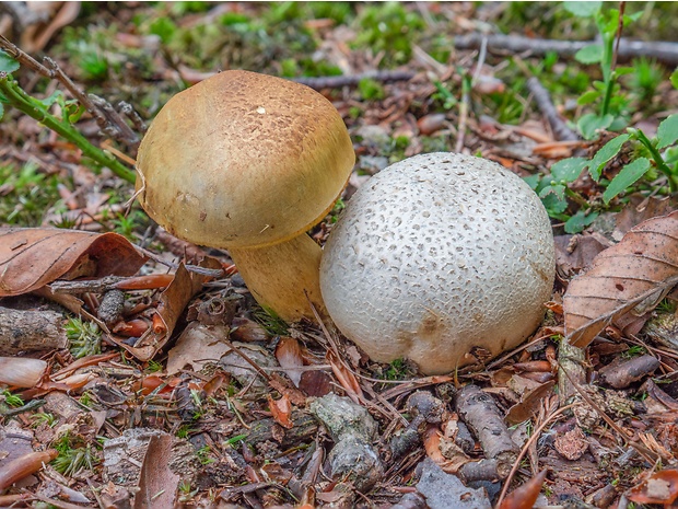 suchohríb cudzopasný Pseudoboletus parasiticus (Bull.) Šutara