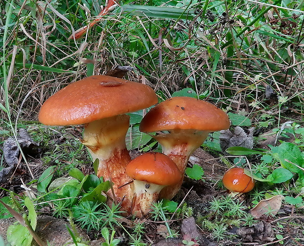 masliak smrekovcový Suillus grevillei (Klotzsch) Singer