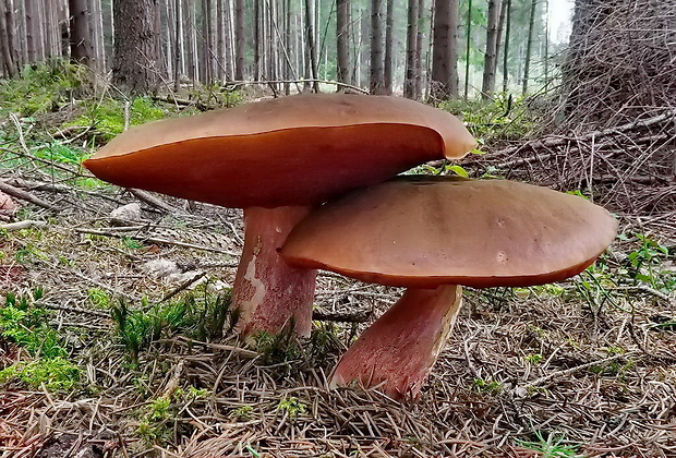 hríb zrnitohlúbikový Sutorius luridiformis (Rostk.) G. Wu & Zhu L. Yang