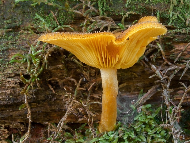 čírovec ozdobný Tricholomopsis decora (Fr.) Singer