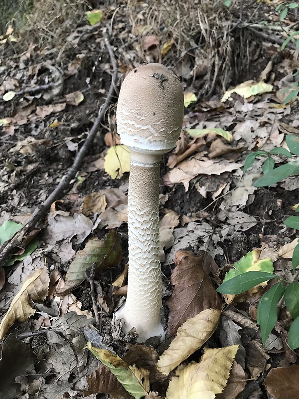 bedľa vysoká Macrolepiota procera (Scop.) Singer