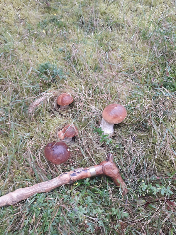 hríb smrekový Boletus edulis Bull.