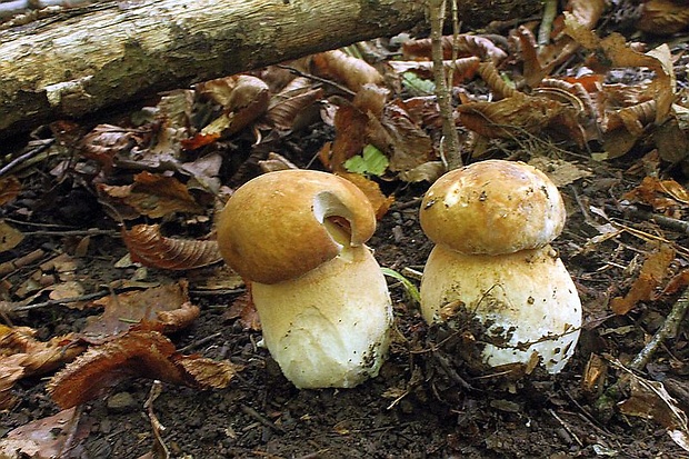 hríb dubový Boletus reticulatus Schaeff.