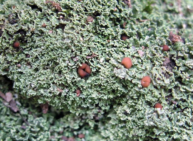 dutohlávka Cladonia caespiticia (Pers.) Flörke