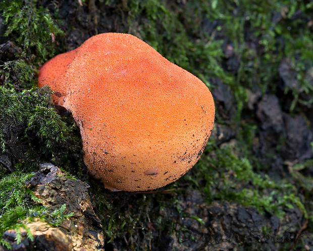 pečeňovec dubový Fistulina hepatica (Schaeff.) With.