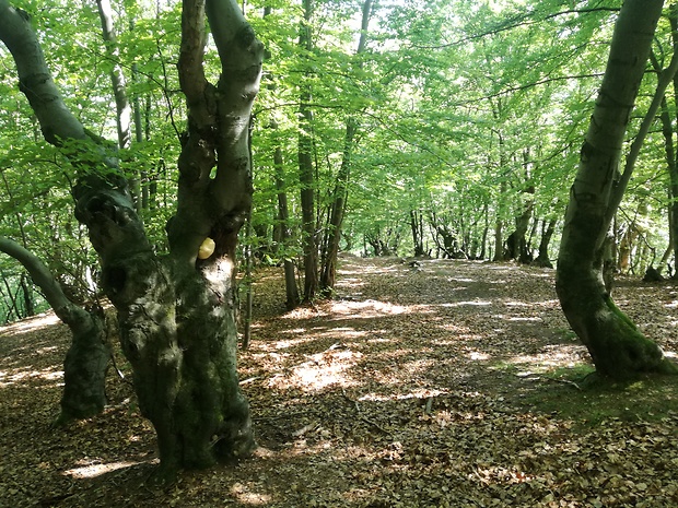 koralovec ježovitý - biotop Hericium erinaceus (Bull.) Pers.