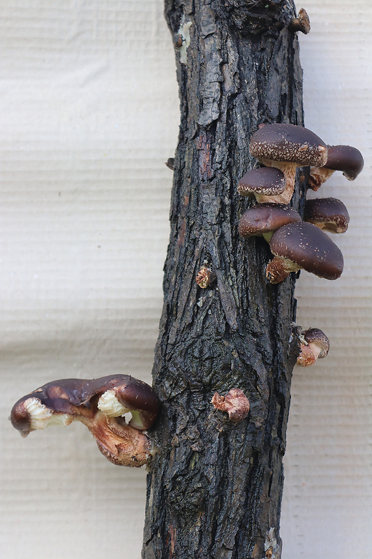 húževnatec jedlý Lentinula edodes (Berk.) Pegler